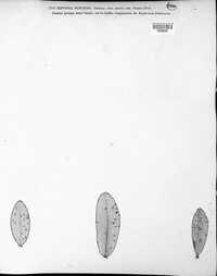Image of Phloeospora bupleuri